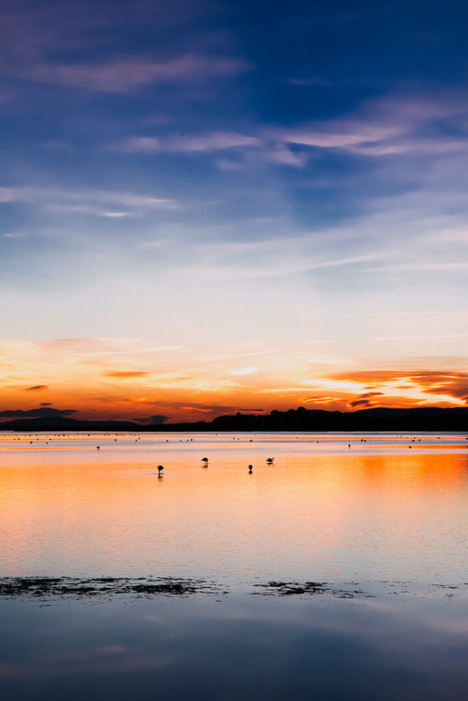 Winter sunset Wetlands Flamingos Montpellier Occitanie 