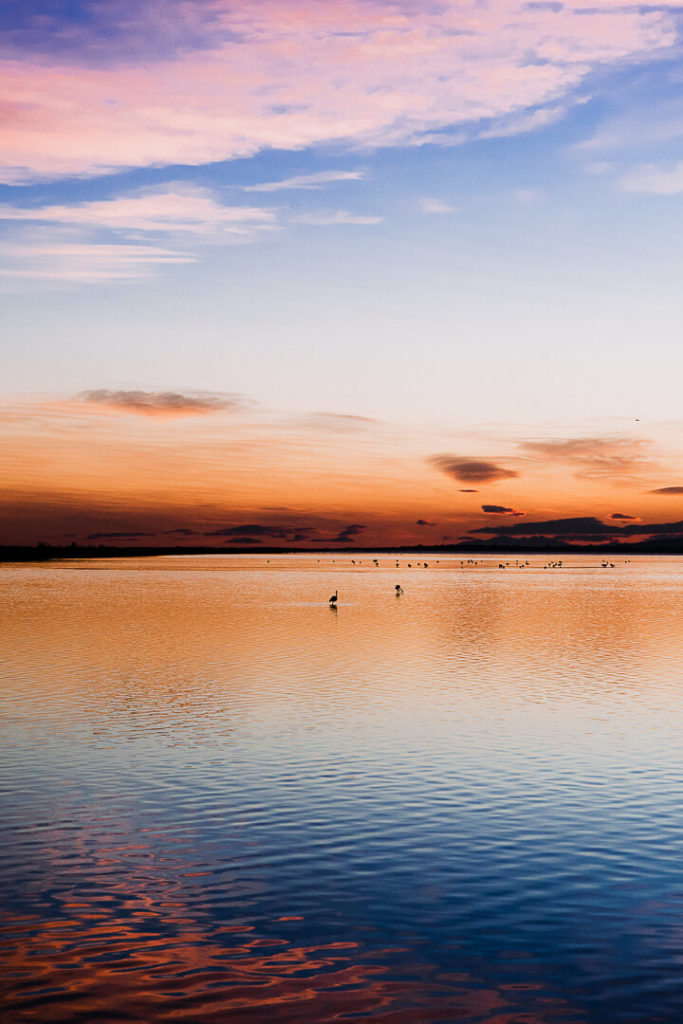 Flamingos wetlands birds winter near Montpellier