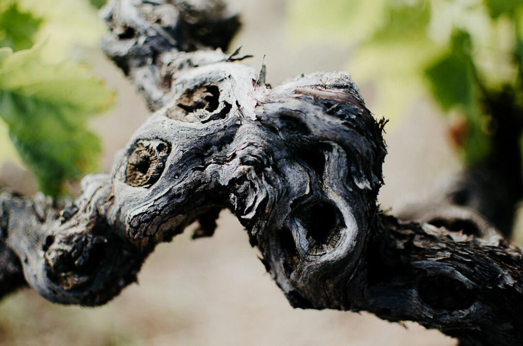 pied de vigne au printemps au Domaine la Lauzeta