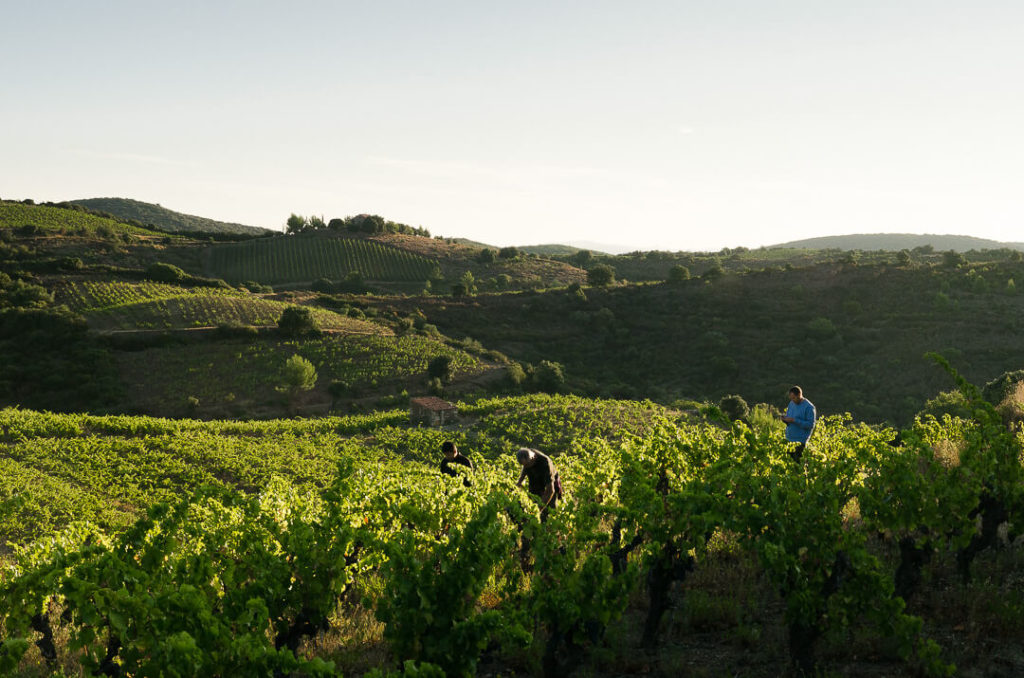 vendanges de septembre dans la lumière du matin à la Lauzeta