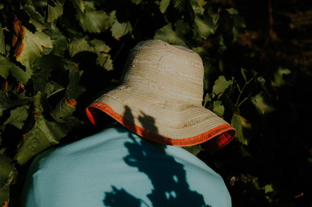 straw hat woman harvesting vineyard