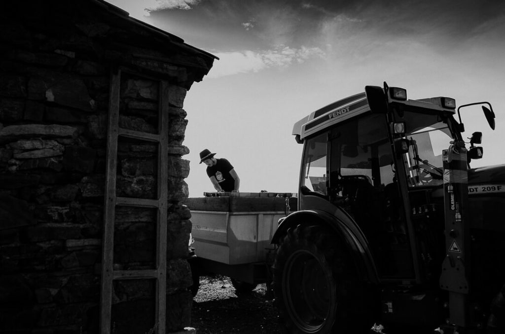 homme déchargeant caisses de raisins d'un tracteur dans le vignoble la Lauzeta