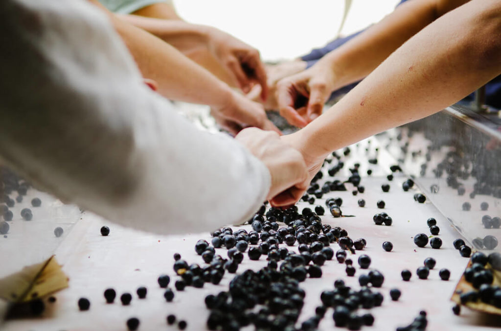 tri des raisins à la main après la journée de vendanges
