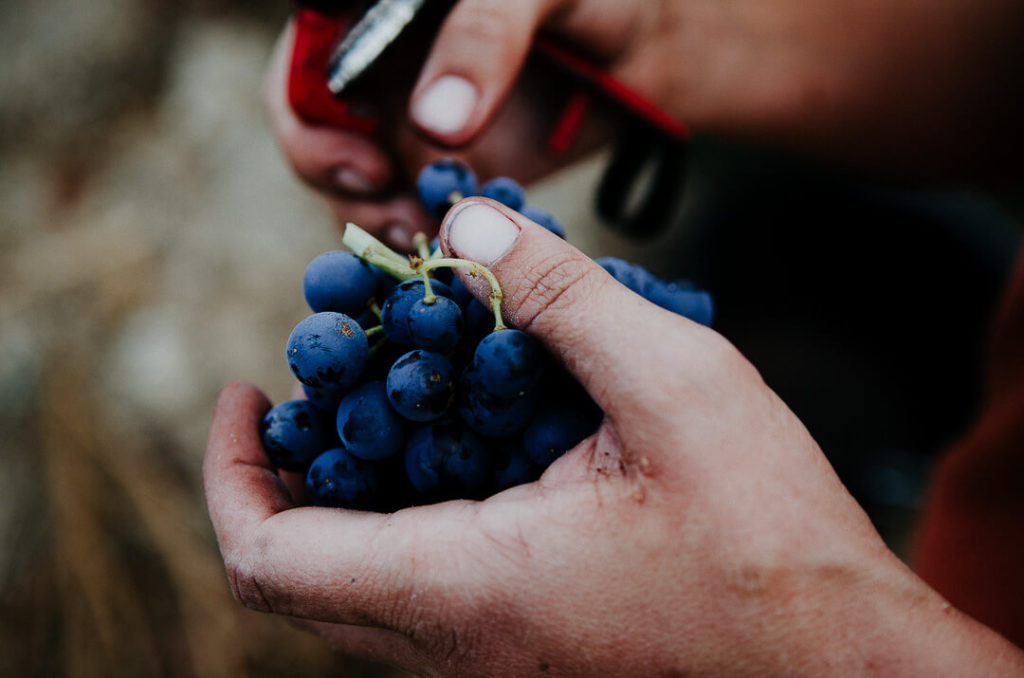 Hands holding raisins grappes branding reportage à la Lauzeta