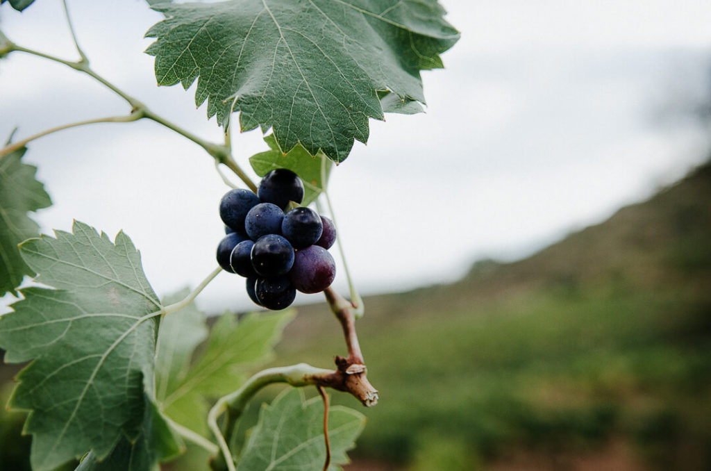 raisin grappe feuilles vignes milie del