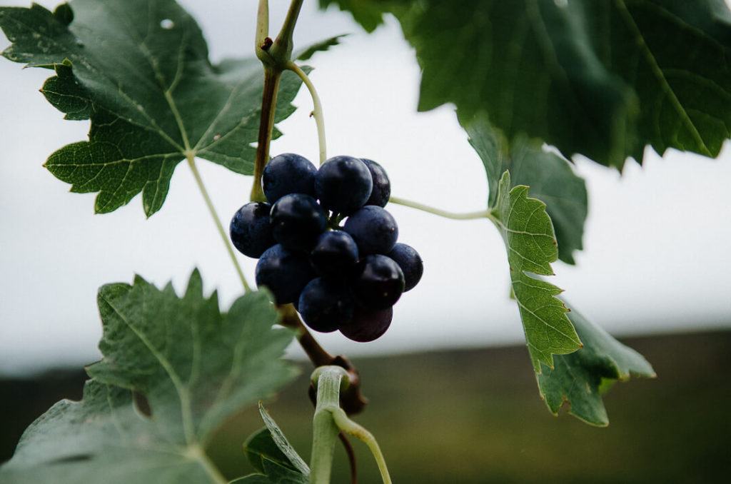 raisin grappe feuilles vignes milie del