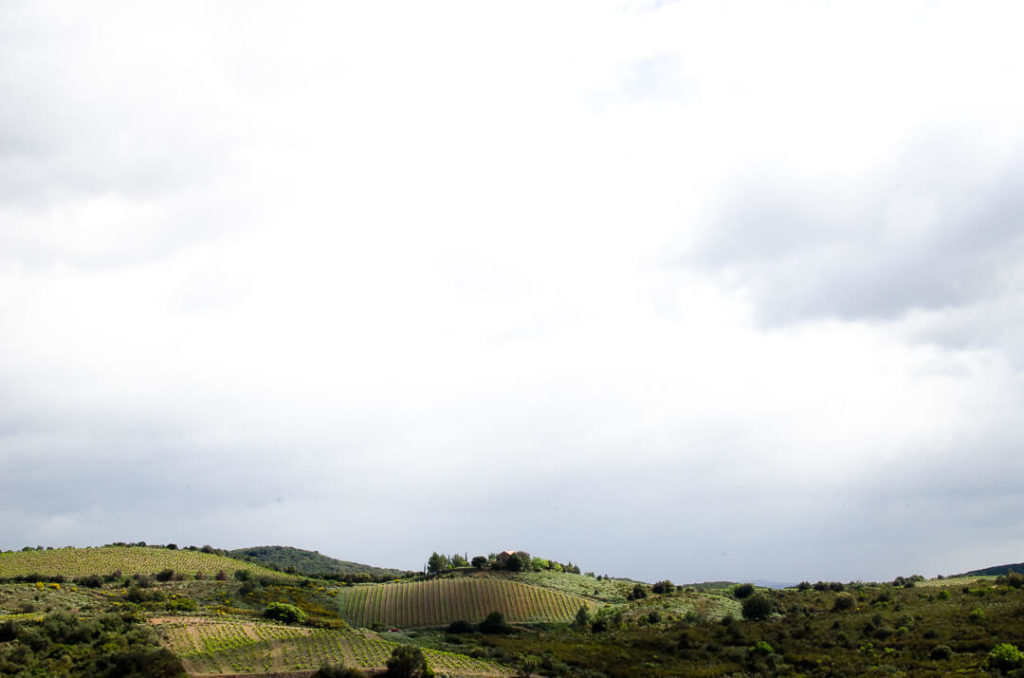 branding reportage vineyard la lauzeta Milie Del