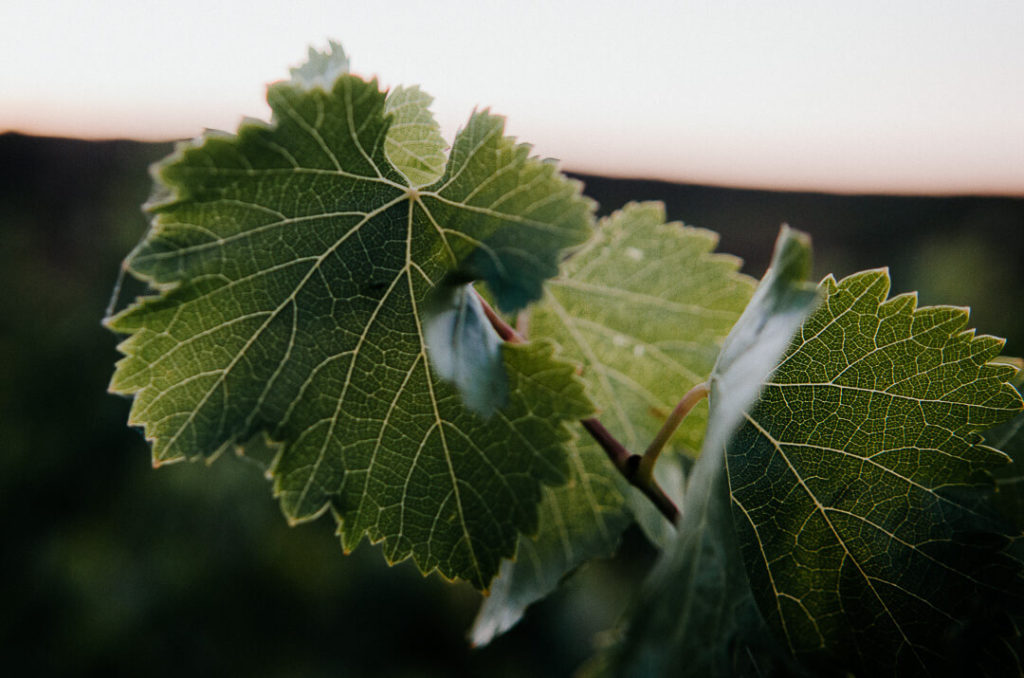 feuilles de vignes à l'aube lumière dorée