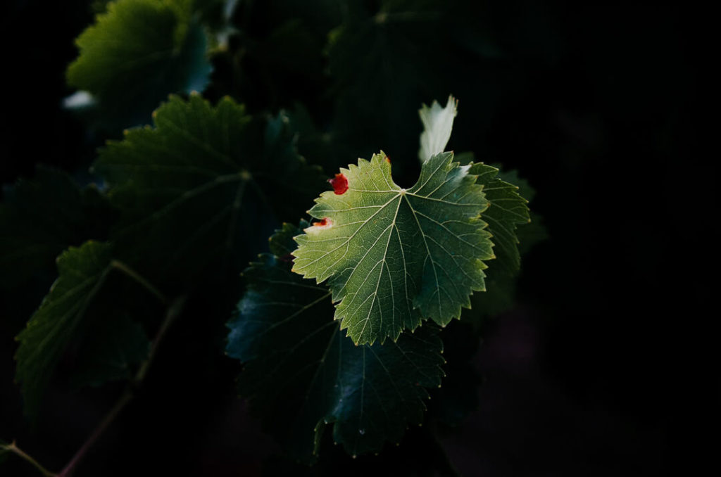 feuilles de vignes à l'aube lumière dorée