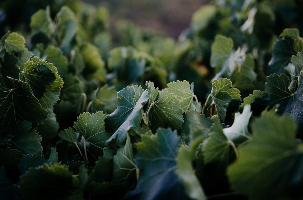 feuilles de vignes à l'aube lumière dorée
