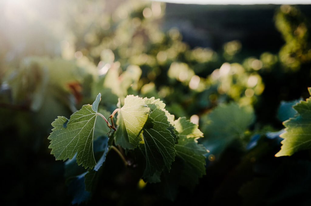 feuilles de vignes à l'aube lumière dorée
