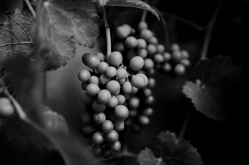grappes de jeune raisins noir et blanc