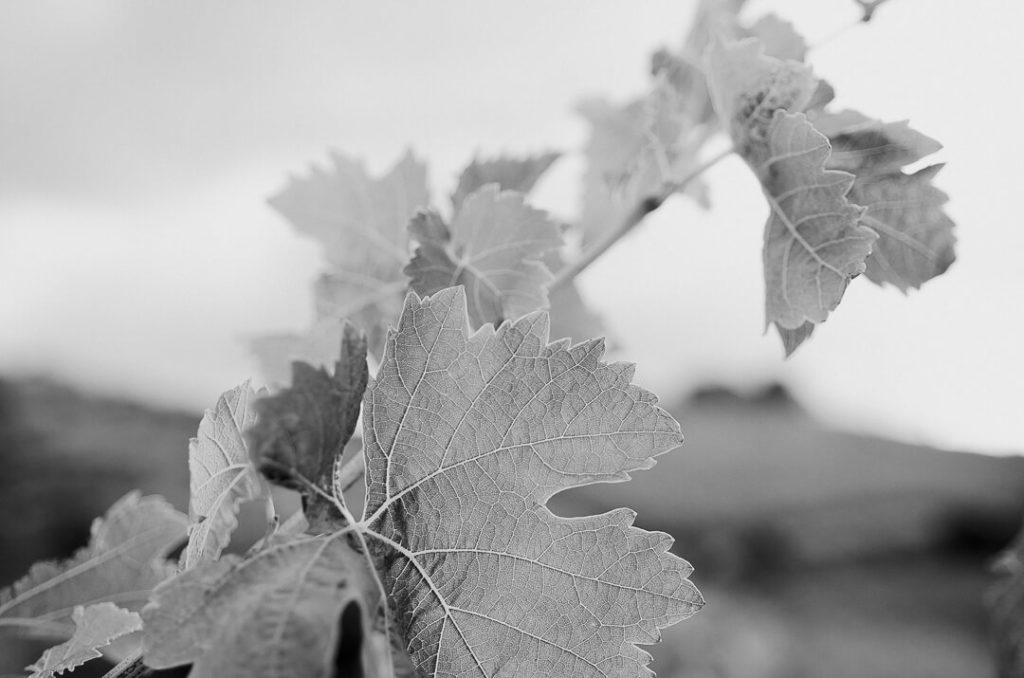 feuilles de vignes en noir et blanc art milie del