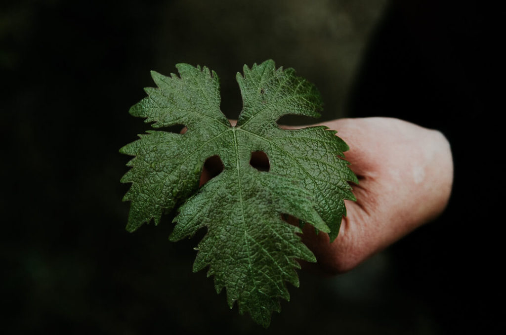 Main tenant une feuille de vigne hiver