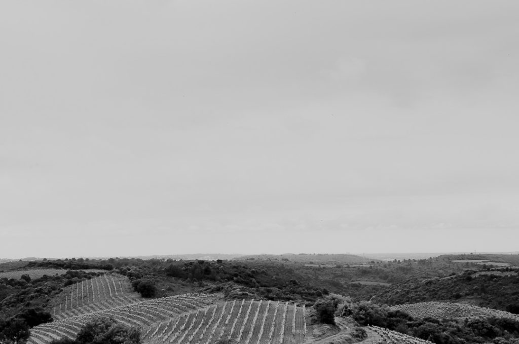 le vignoble la lauzeta photographie en noir et blanc
