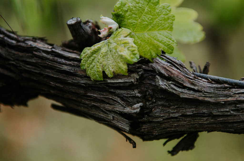 bois et feuille de vigne La Lauzeta