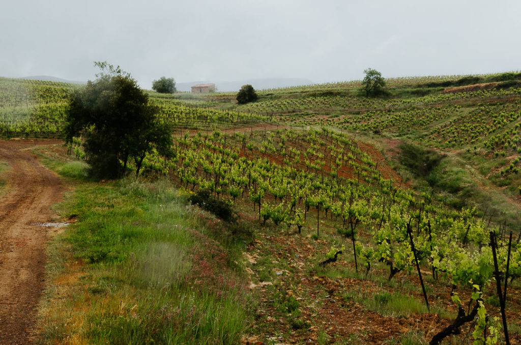 le vignoble la lauzeta sous la pluie au printemps