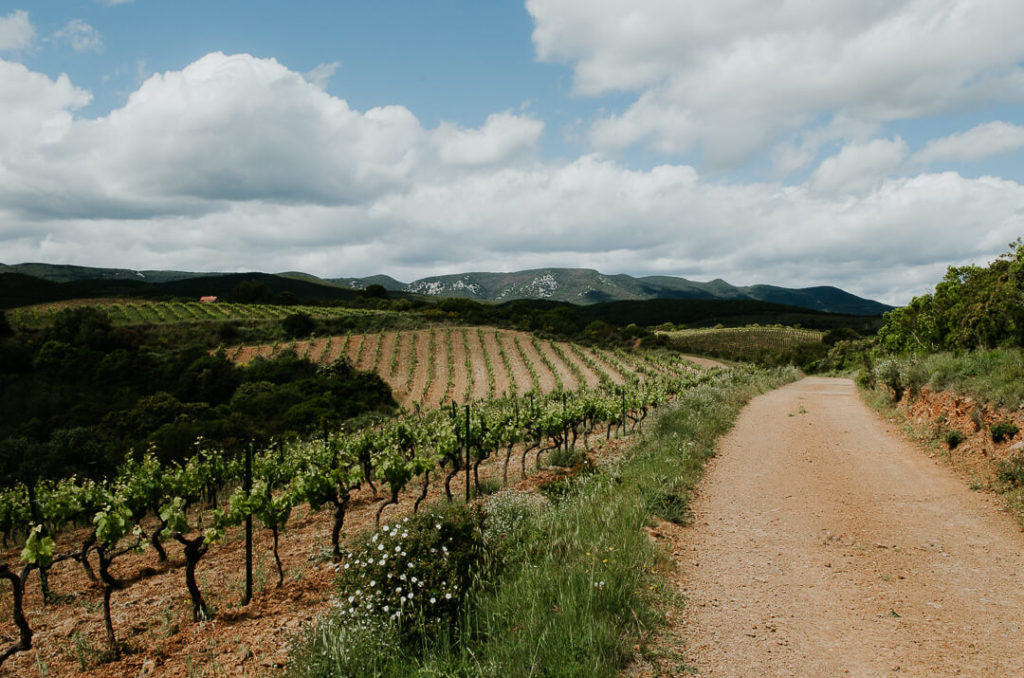 following path La Lauzeta vineyards in the spring