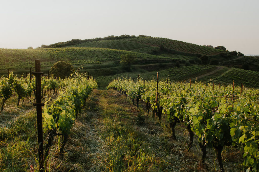 Lignes de vignes au printemps dans la lumière du matin