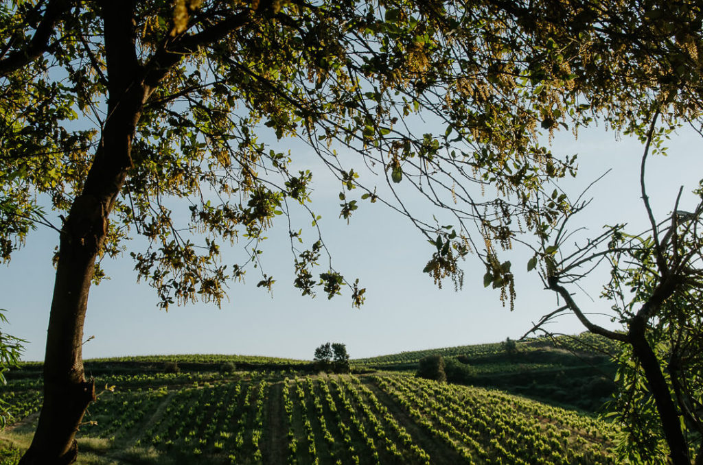 Lignes de vignes au printemps