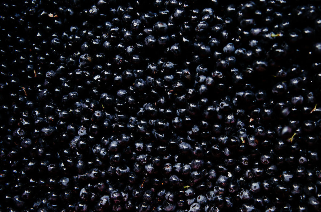 Raisins dans la cuve après les vendanges
