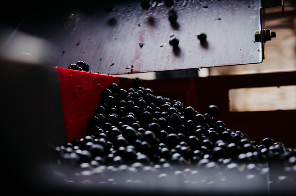 tri des raisins à la main après la journée de vendanges