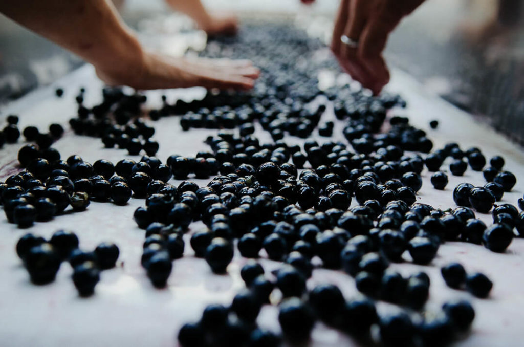 tri des raisins à la main après la journée de vendanges