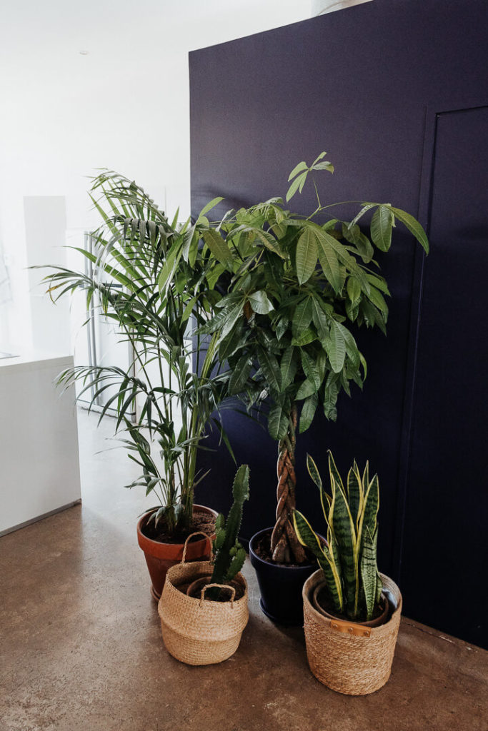 plants at inicié marseille milie del