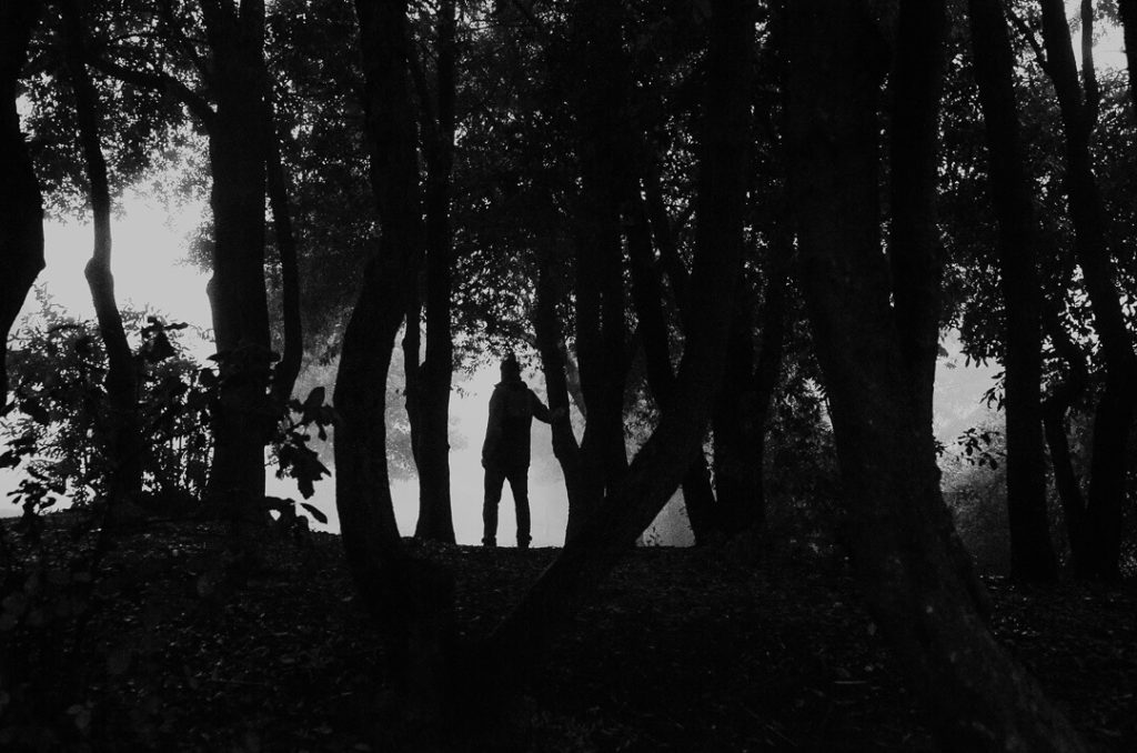 silhouette trees tuscany stranger mists