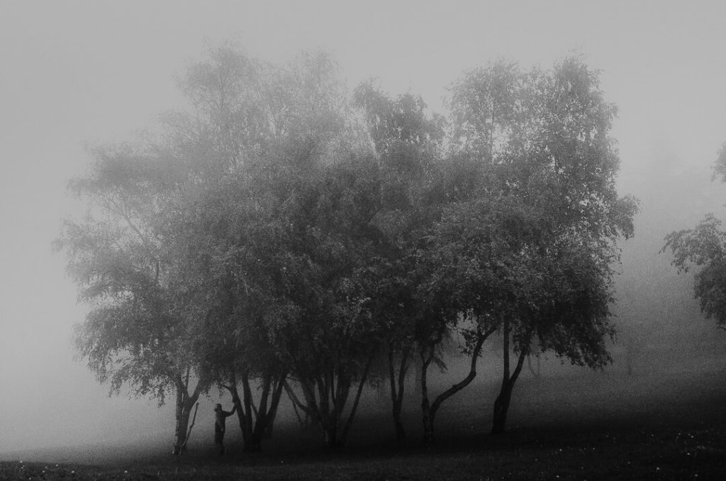 forest tree stranger mists miliedel