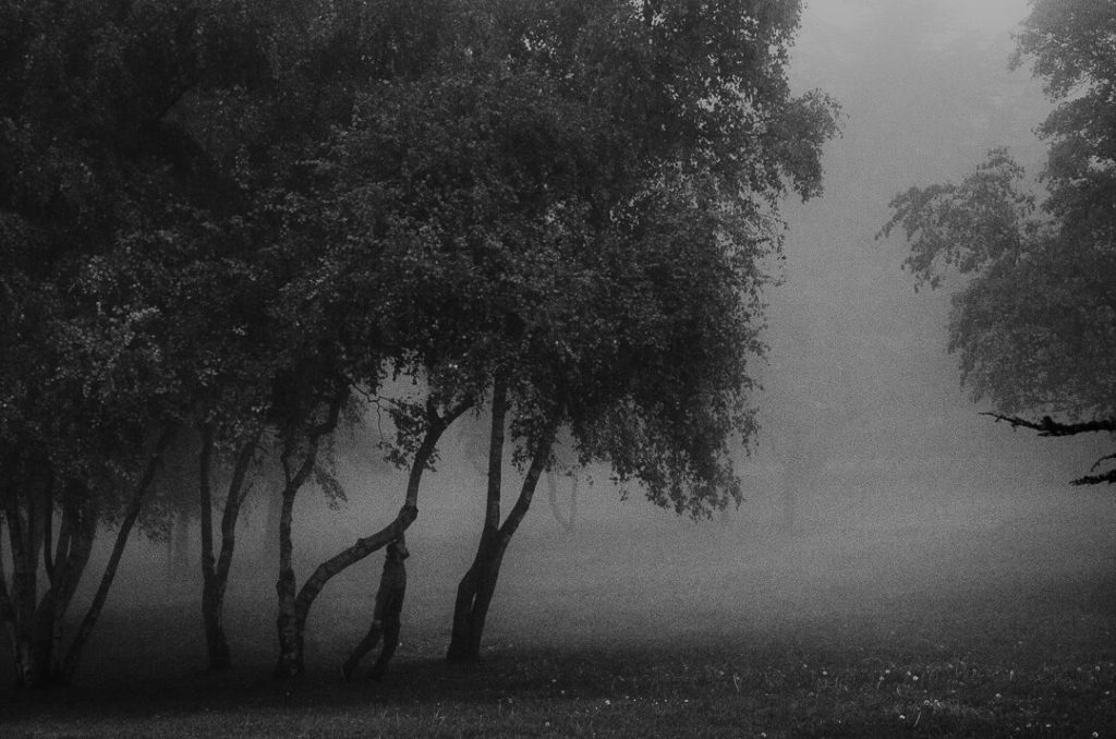 being a tree forest mists