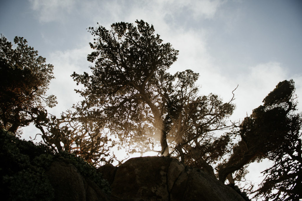 trees on fire sunset california coastline