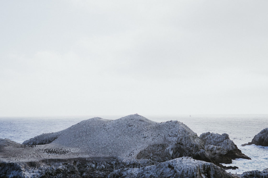 birds on island near monterey california