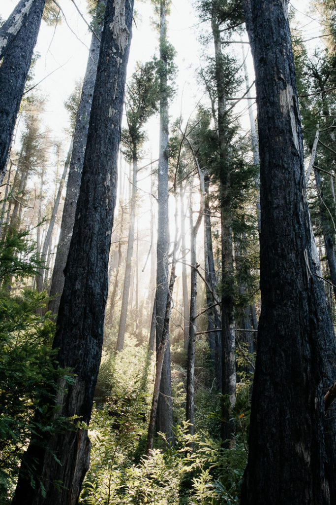 trees in Big Sur national park california highway 1