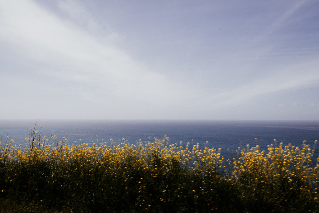 yellow flowers Big sur california highway one miliedel photographer