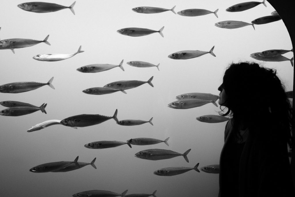 milie del gazing at fishes at monterey bay aquarium california