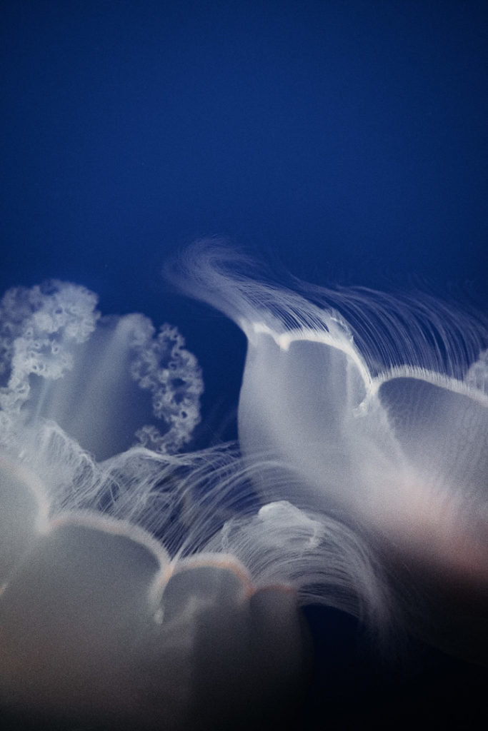 meduses dancing at monterey bay aquarium california