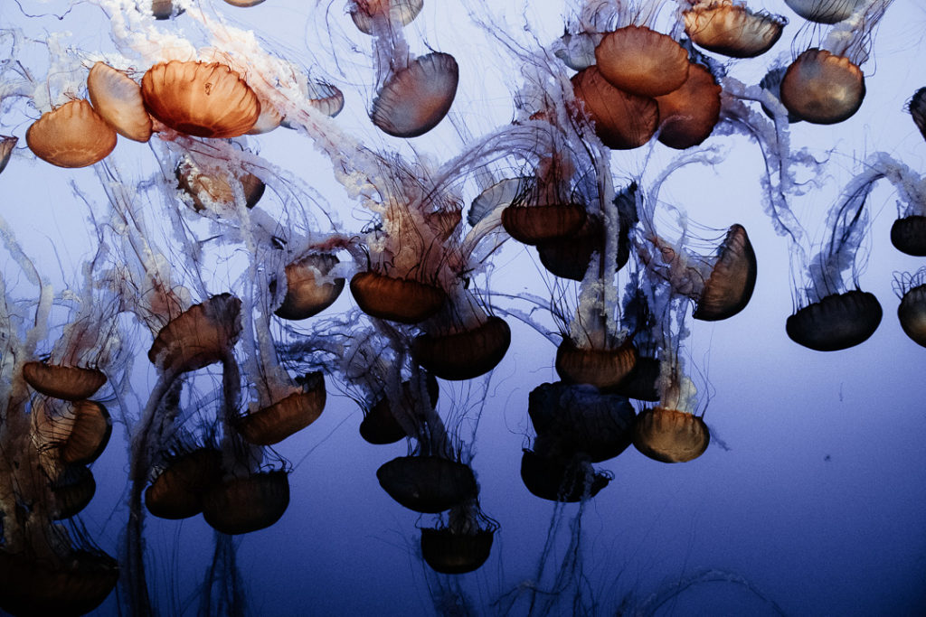 meduses dancing light at monterey bay aquarium california