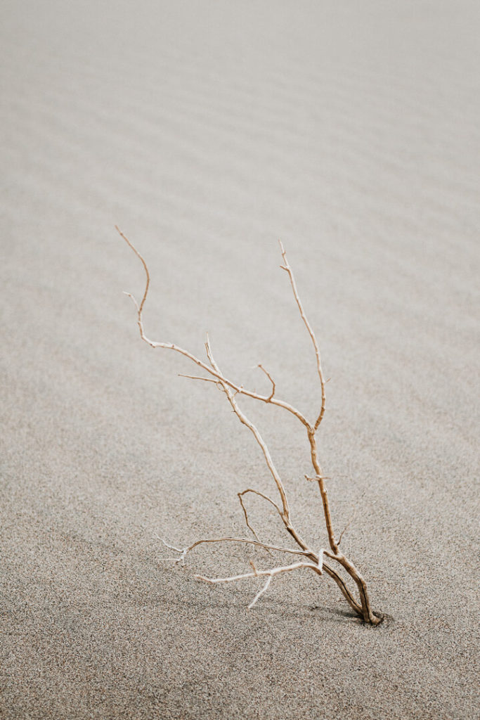 branch in the desert sand mesquite sand flat dunes