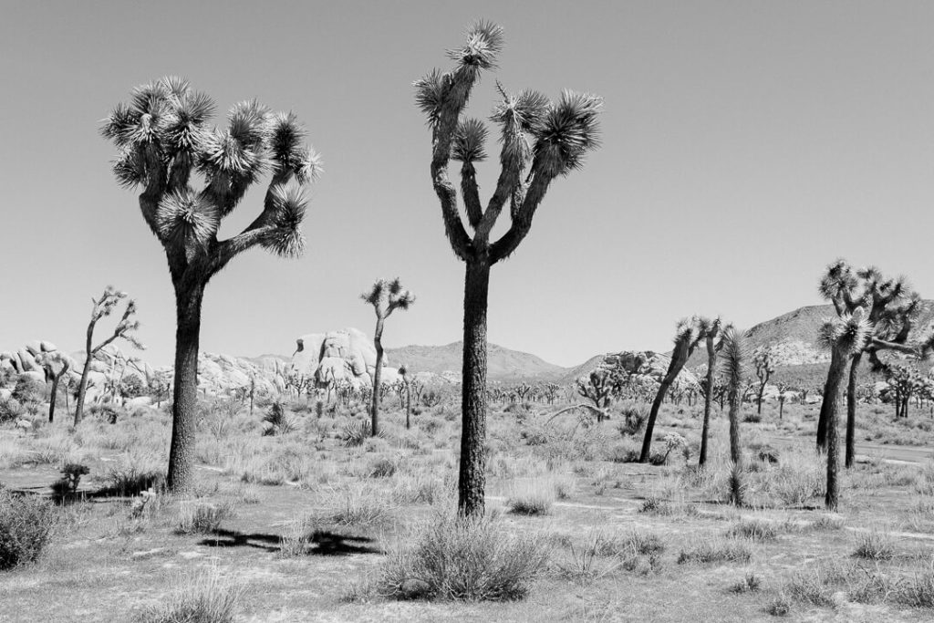 joshua trees deserts california black and white