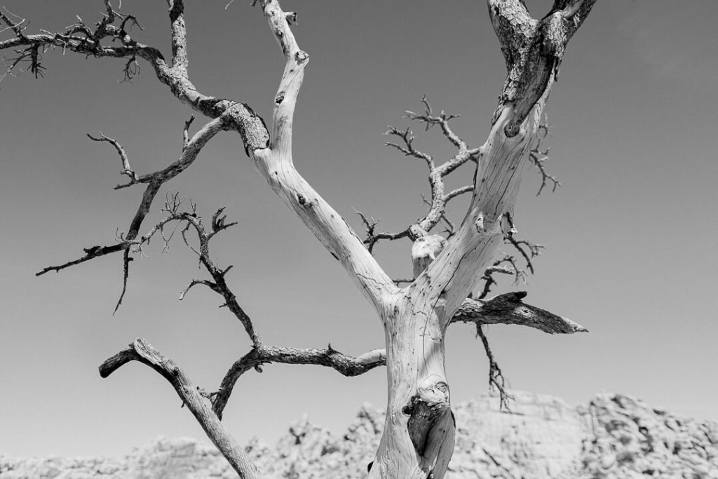 dead tree joshua tree national park california