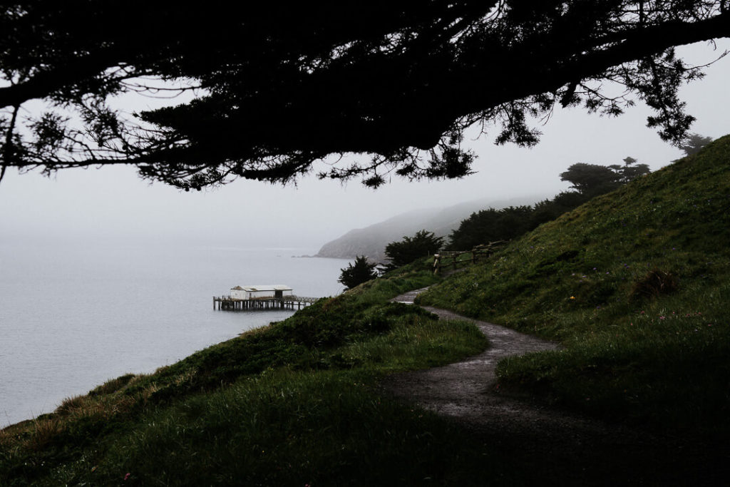Ice Plant Carpobrotus edulis Point Reyes National Seashore California