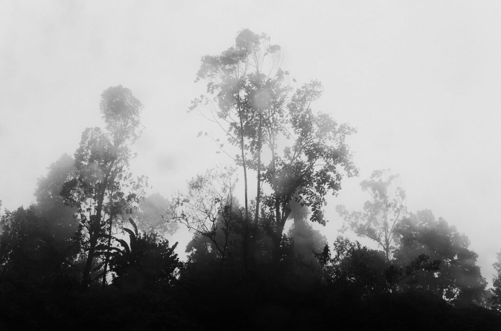 eucalyptus végétation tropicale sri lanka