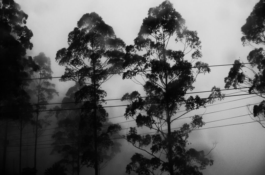 cîmes des eucalyptus sri lanka ombres et brouillard