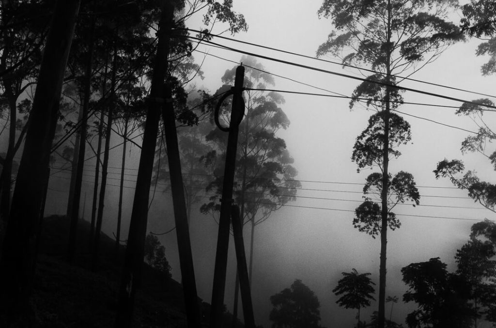 route embrumée eucalyptus sri lanka ombres et brouillard