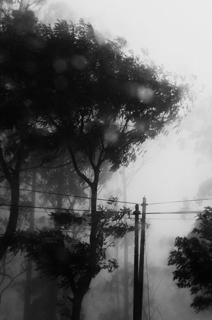 eucalyptus sri lanka ombres et brouillard