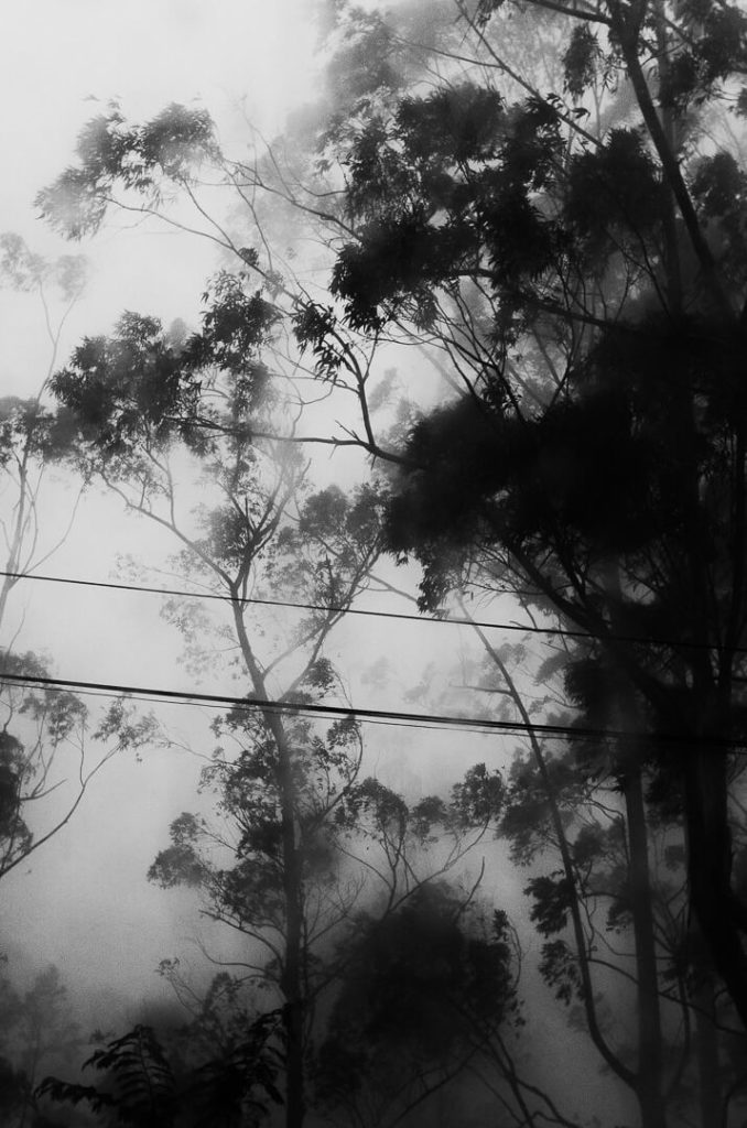 eucalyptus sri lanka ombres et brouillard milie del