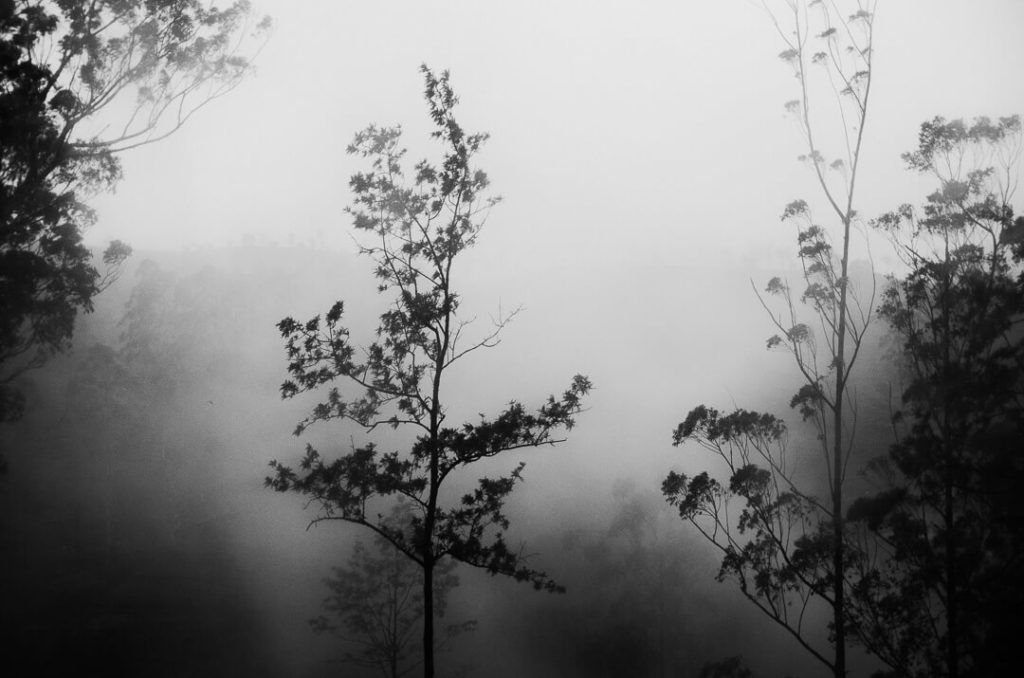 arbres dans la brumes Nuwara Eliya Sri Lanka