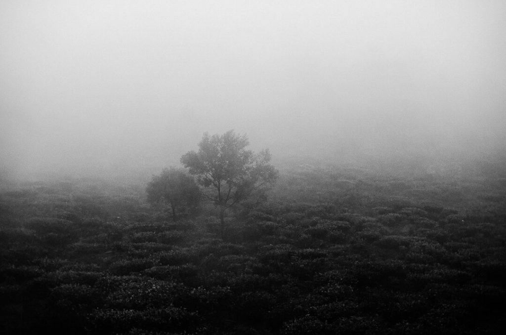 Sur La Route du Thé Nuwara Eliya Sri Lanka