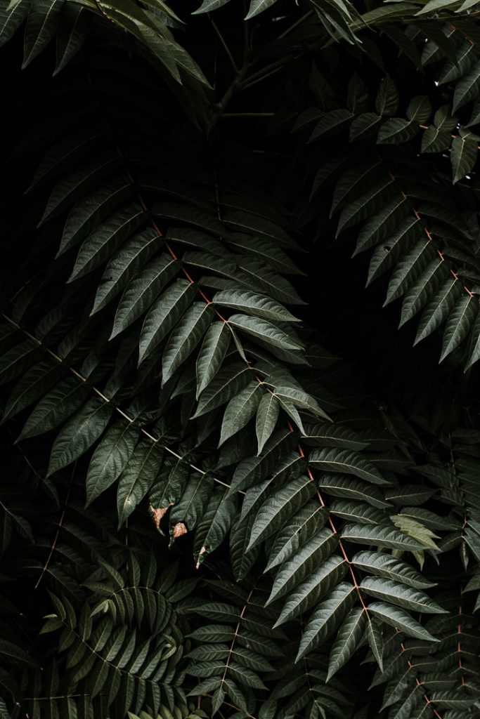 green leaves in Zurich Switzerland